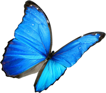 The Finest Standard butterfly logo
